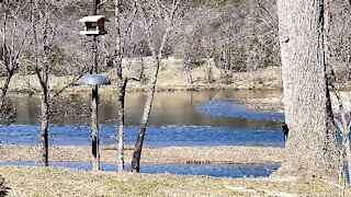 PETE AT THE FEEDER (WITH AUDIO)