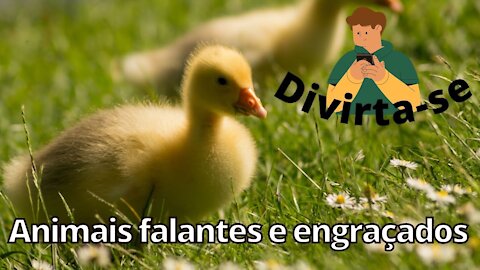 Divirta-se com esses animais falantes e engraçados.