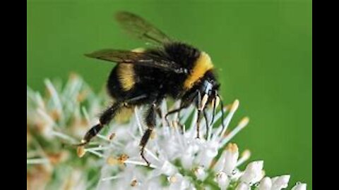 LEARN ABOUT BUMBLEBEES/ KIDS LERNING/ EDUCATIONAL