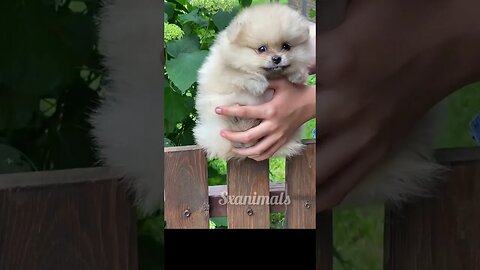 cute 😍 puppy #shorts #shortvideo #youtubeshorts