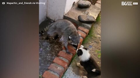 Puppy plays with raccoon while it takes a bath!