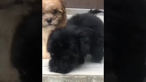 Adorable fluffy Lhasa dogs #shorts #lhasaapso #viral #dog #youtube