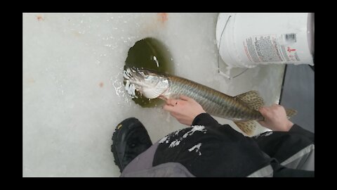 Lake Elmo Tiger Muskie 2-15-21