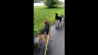 Rover sitter, David Bowie with Kaida & Kallie