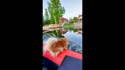 my dog funny clip