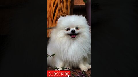 OMG❤️SO CUTE DOG VIDEO CUTE DOG & CAT VIDEO'S 2021#short