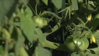 Lorain church starts urban garden for community meals, unity