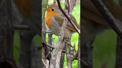 #birdsounds #birdschirping #naturesounds #whitenoise #calmingsounds