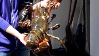 Un homard géant pour le dîner?