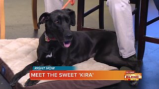 PICK OF THE LITTER: Kira