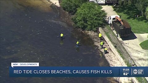 15,000 dead fish collected in St. Pete in last 24 hours due to red tide