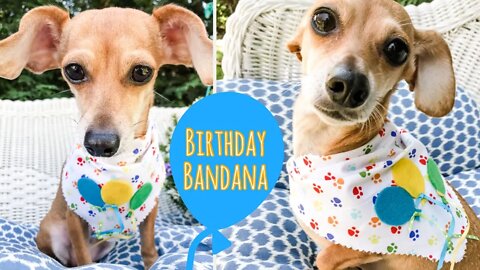 How to make a Doggie Birthday Bandana