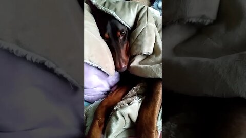 I'm not here mom. I'm sleepinnnggg. #doberman #dog #mila #dogshorts