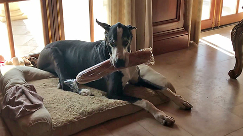 Great Dane proudly carries loaf of bread into home