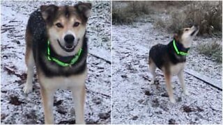 Dog has fun catching snowflakes