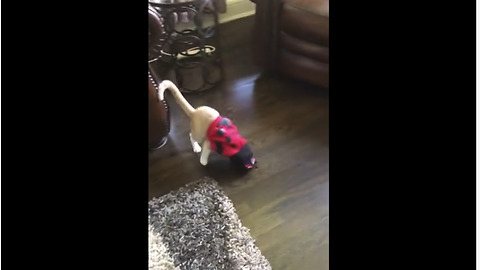 Cat Very Embarrassed With Ladybug Outfit