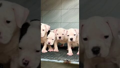 Cute Pitbull Puppies #trending #viral #youtube #cute #pitbull #puppies #shorts