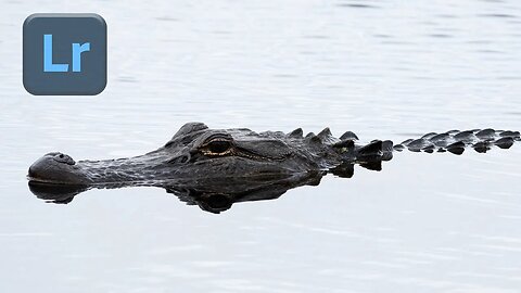 Alligator Photo Transformation: Lightroom Editing Tutorial