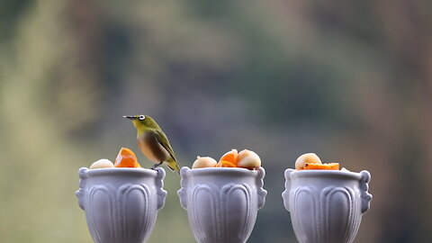 Bird Song of Cute bird, Warbling white-eye.