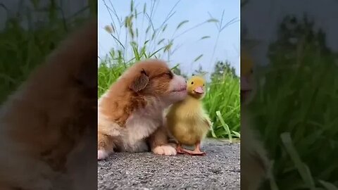 LOVELY 😍 🥰 Animals & Pets #cutepets #adorablepuppies #ducks