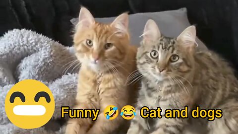 FUNNY & CUTE CATS and DOGS 🐱🐶 New Funniest Animals Videos 2023 😂