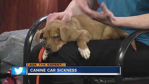 Ask the Expert: Canine car sickness