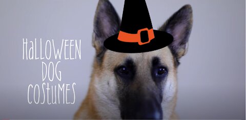 EASY HALLOWEEN DOG COSTUME IDEAS (DIY)