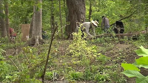 Volunteer group restores Lower Shaker Lake park's natural habitat