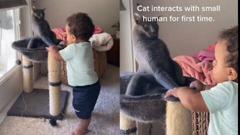 Cat interacts with Small Human for First Time |cat| cat funny reaction