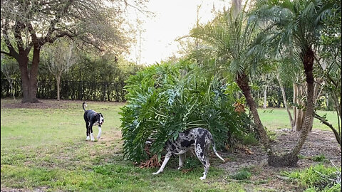 Funny Great Danes Run Tropical Hide & Seek Zoomies