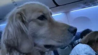 Golden retriever very comfortable flying coach