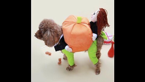 Dog Halloween Costume