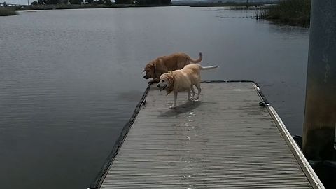 15 Adorable Dock Dogs