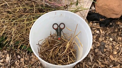 Wild Island Seeds - How to harvest kale and spinach seeds.