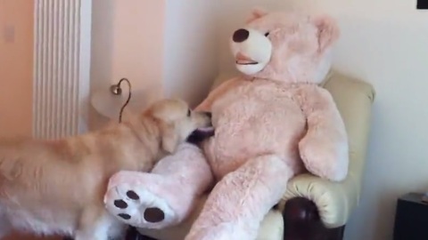 Golden Retriever befriends life size teddy bear!