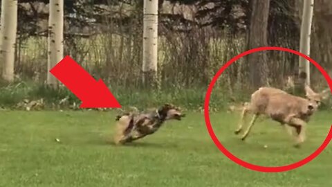 Bosco versus deer / Funny and Cute Animals