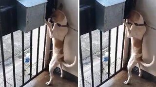 Dog Hilariously Goes To The Bathroom Standing Up