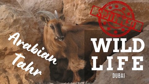 SPOTTED!! Endagered Arabian Tahr | Join us explore the wild side of Dubai.