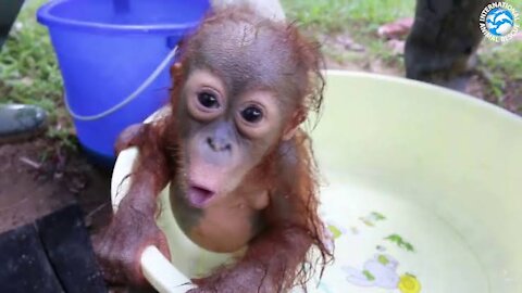 Orangutan baby school