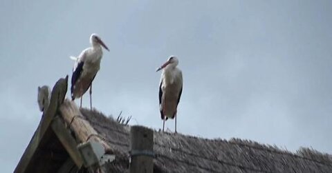 Der Storch ist da Natur-Schauspiel bei Wittenburg MV 06. Juni 2022