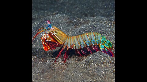 MANTIS SHRIMP VS CRAB (EPIC SHRIMP FIGHT)