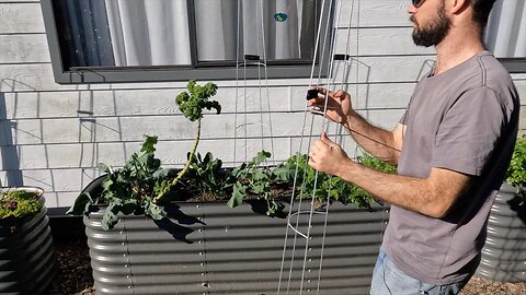 Upgrading the plant supports in the raised veggie garden beds