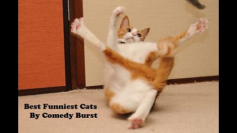 Best Funniest Cats