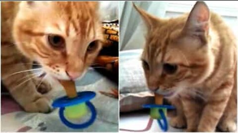 Cat sucks on pacifier like a baby