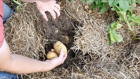 These Potato Are Grown So Differently | Why You Should Do The Same!