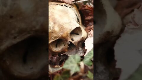 Family Dog Brings Home Human Skull #truecrime #crime #serialkillerdocumentary