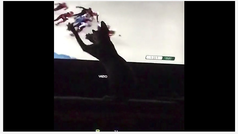 Sphynx cat attacks skaters on TV screen