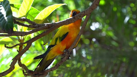 CatTV: yellow bird in rain