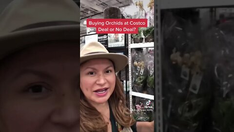 ORCHID PLANTS at Costco ✅Deal or No Deal? Shirley Bovshow (#shorts)