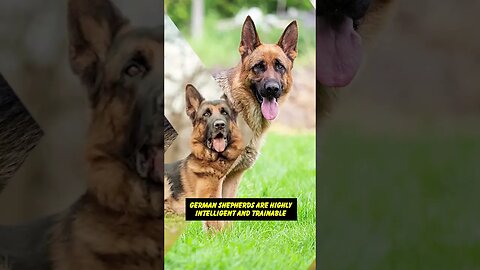 "The German Shepherd: A Versatile and Loyal Breed